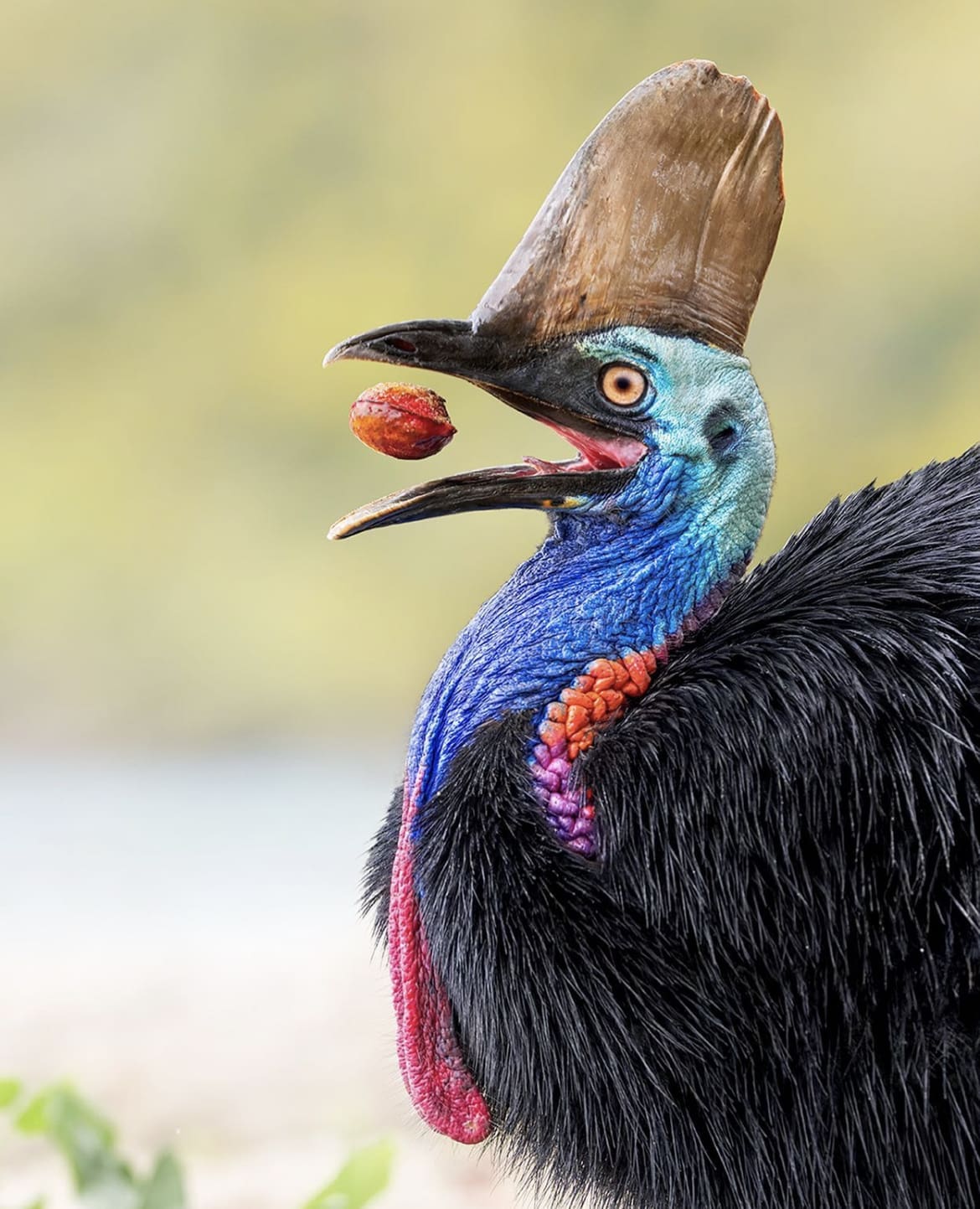 Southern Cassowary